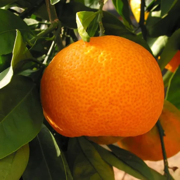 Kinnow Orange Santra Grafted Fruit Live Plant - Image 2