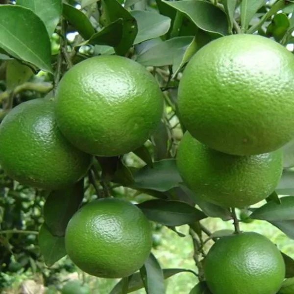 Kinnow Orange Santra Grafted Fruit Live Plant - Image 3
