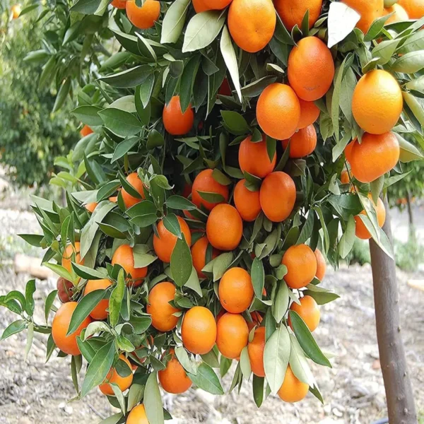 Kinnow Orange Santra Grafted Fruit Live Plant - Image 4