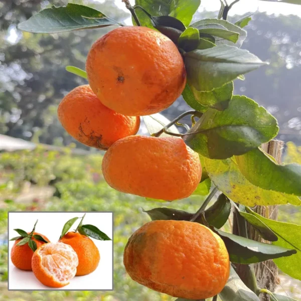 Darjeeling Orange Santra Grafted Fruit Live Plant
