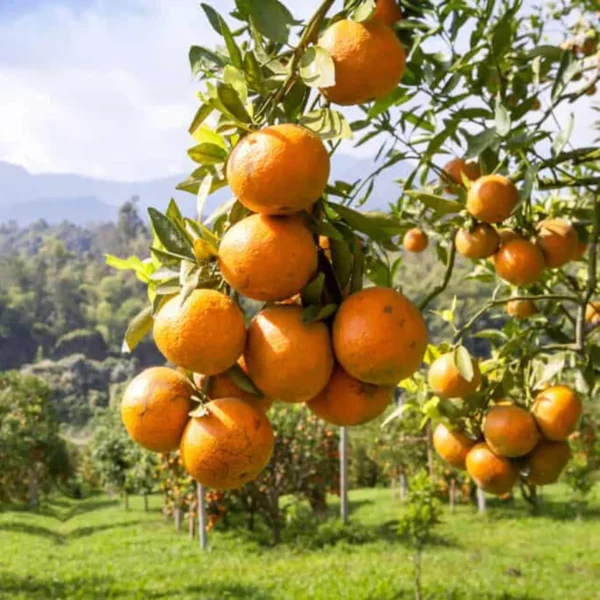 Darjeeling Orange Santra Grafted Fruit Live Plant - Image 2