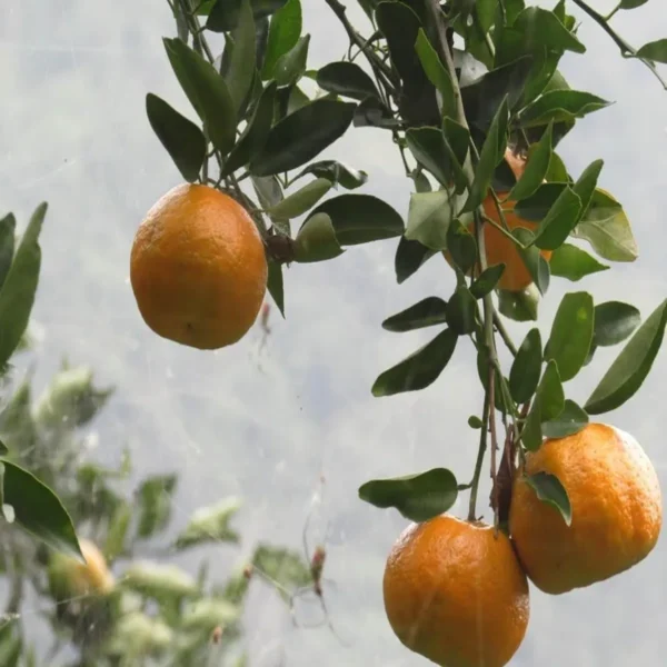 Darjeeling Orange Santra Grafted Fruit Live Plant - Image 3