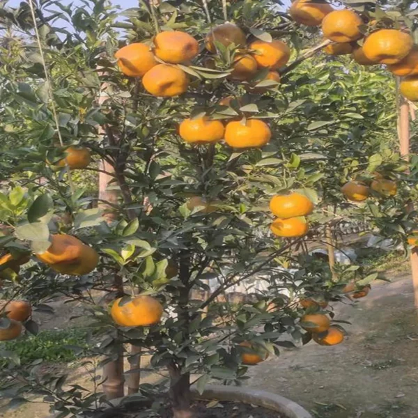 Darjeeling Orange Santra Grafted Fruit Live Plant - Image 4