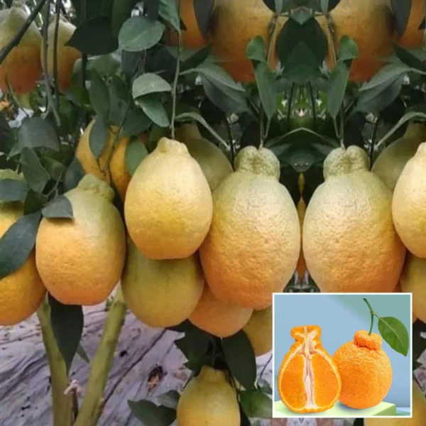 Dekopon Orange Santra Grafted Fruit Live Plant