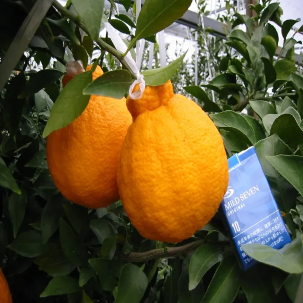 Dekopon Orange Santra Grafted Fruit Live Plant - Image 2