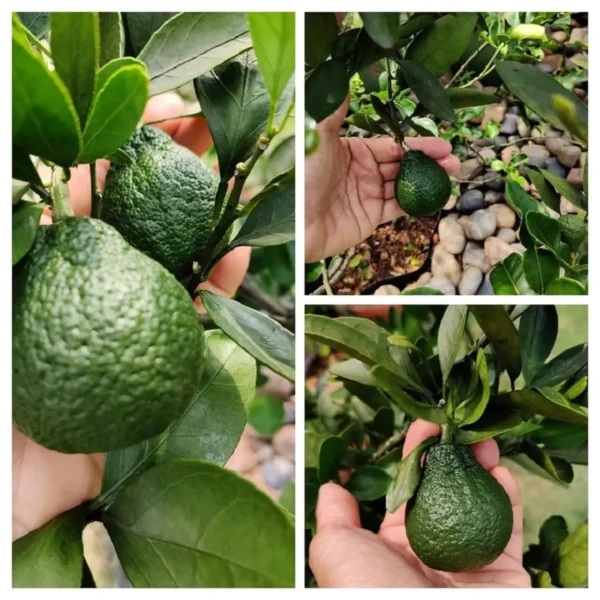 Dekopon Orange Santra Grafted Fruit Live Plant - Image 3