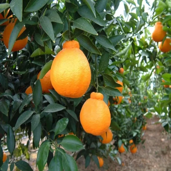 Dekopon Orange Santra Grafted Fruit Live Plant - Image 4