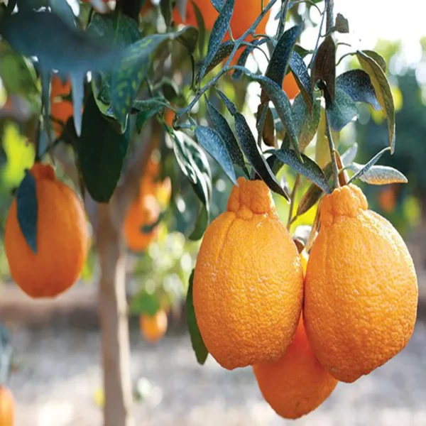 Dekopon Orange Santra Grafted Fruit Live Plant - Image 5