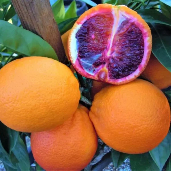 Moro Blood Orange Santra Grafted Fruit Live Plant - Image 2