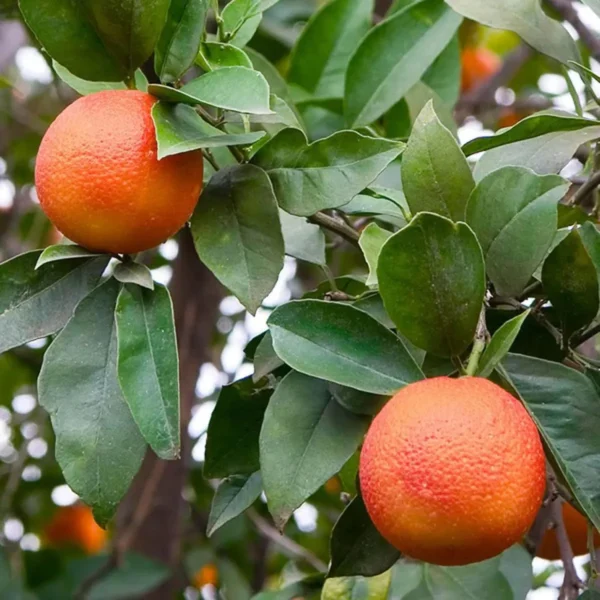 Moro Blood Orange Santra Grafted Fruit Live Plant - Image 3