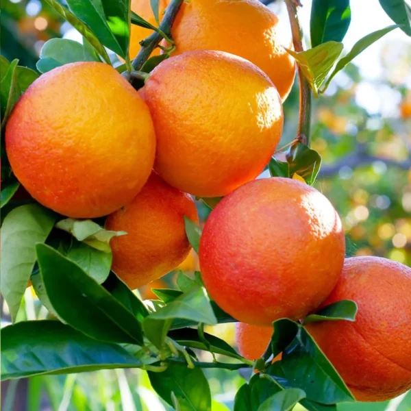 Moro Blood Orange Santra Grafted Fruit Live Plant - Image 4