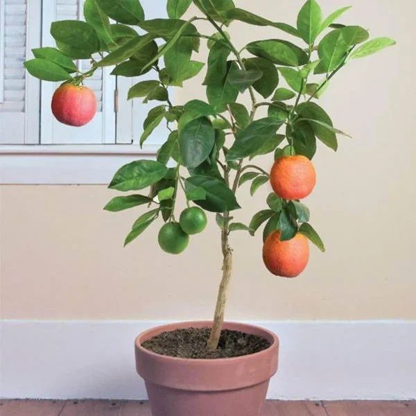 Moro Blood Orange Santra Grafted Fruit Live Plant - Image 5