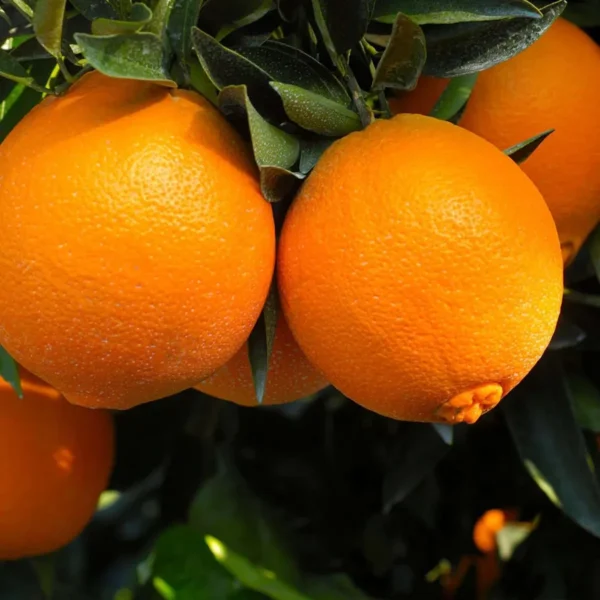 Cara Cara Navel Orange Santra Grafted Fruit Live Plant - Image 3