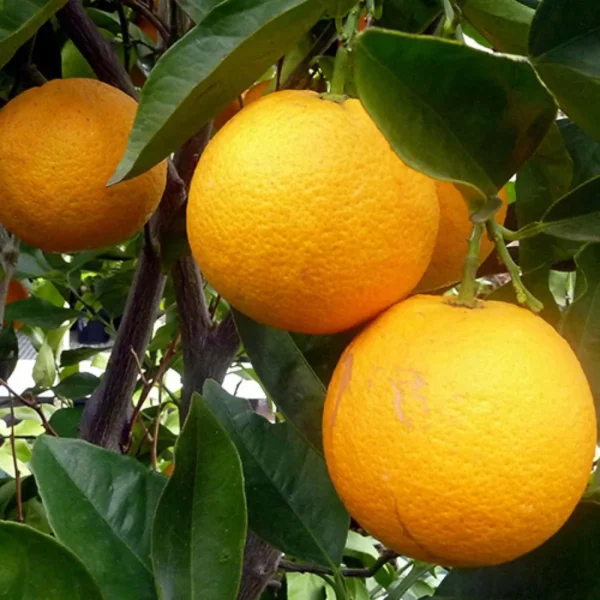 Cara Cara Navel Orange Santra Grafted Fruit Live Plant - Image 4