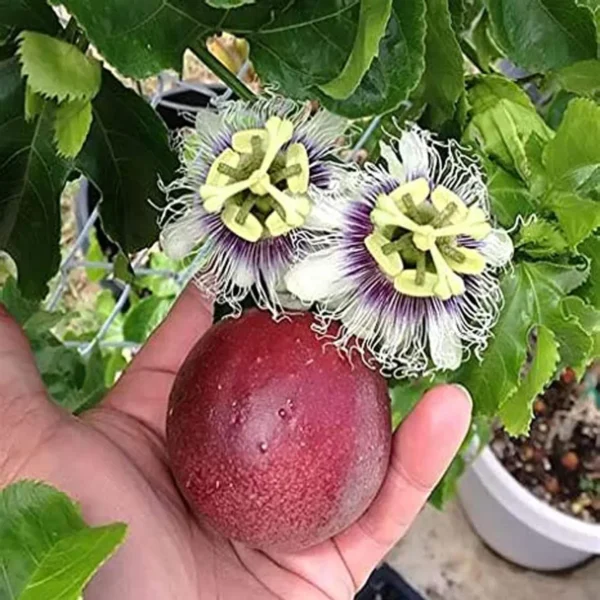 Passion Fruit Climbing Live Plant - Image 2