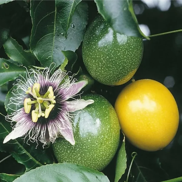Passion Fruit Climbing Live Plant - Image 3