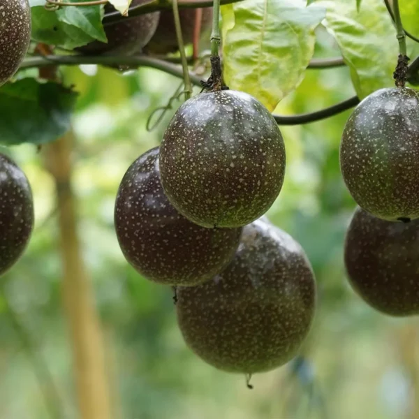 Passion Fruit Climbing Live Plant - Image 4