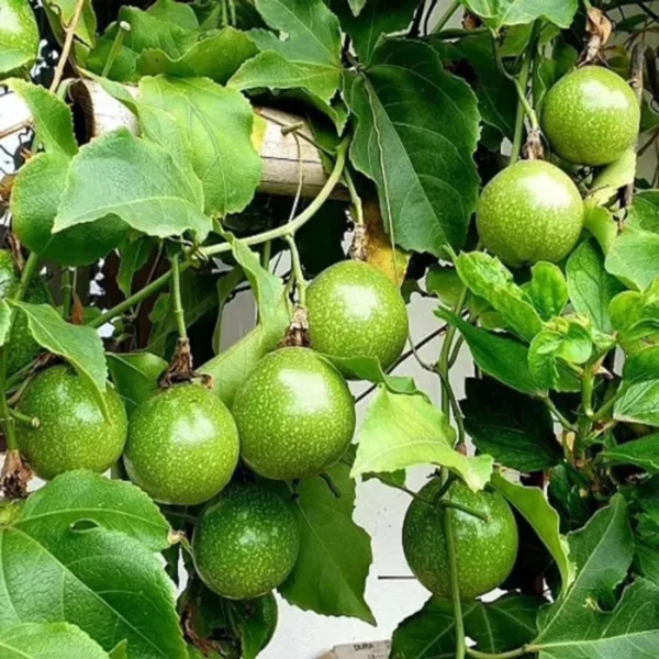 Passion Fruit Climbing Live Plant - Image 5