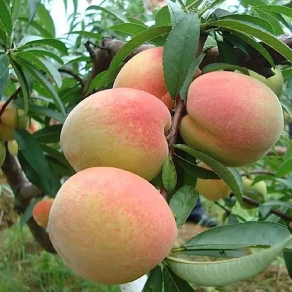 Sharbati Peach Grafted Fruit Live Plant - Image 2
