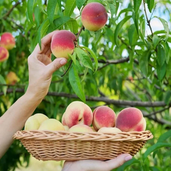 Sharbati Peach Grafted Fruit Live Plant - Image 3