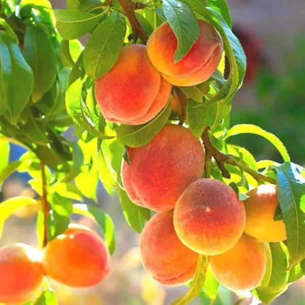 Sharbati Peach Grafted Fruit Live Plant - Image 4