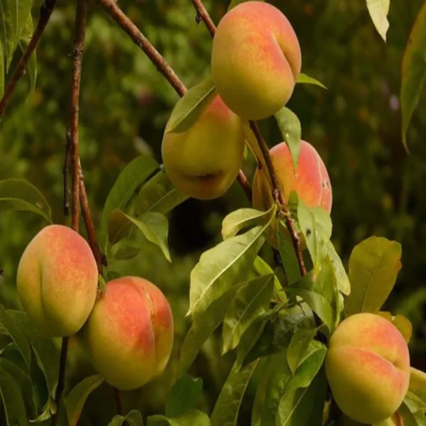 Sharbati Peach Grafted Fruit Live Plant - Image 5