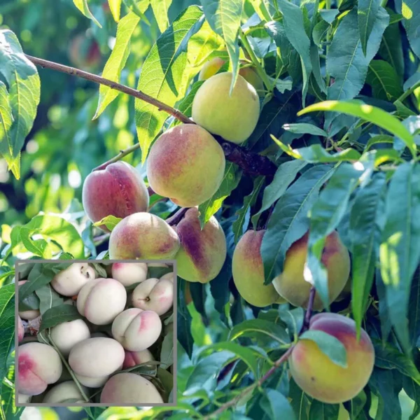Prabhat Peach Grafted Fruit Live Plant