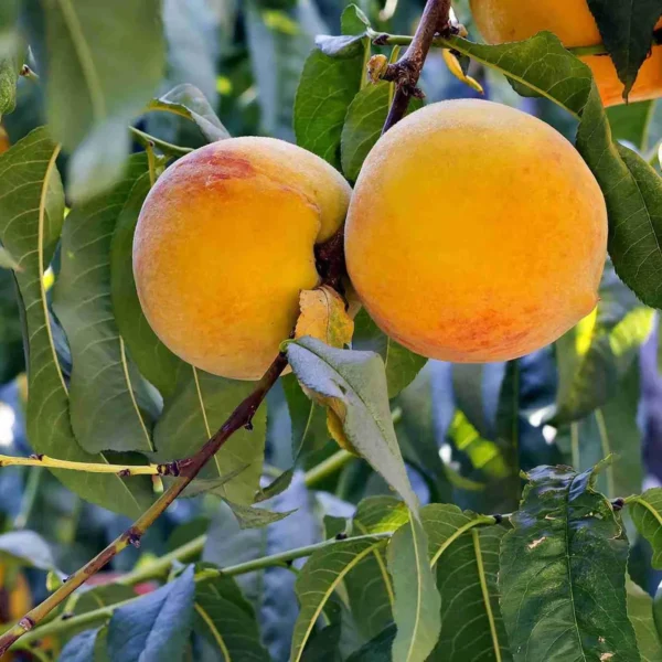 Prabhat Peach Grafted Fruit Live Plant - Image 2