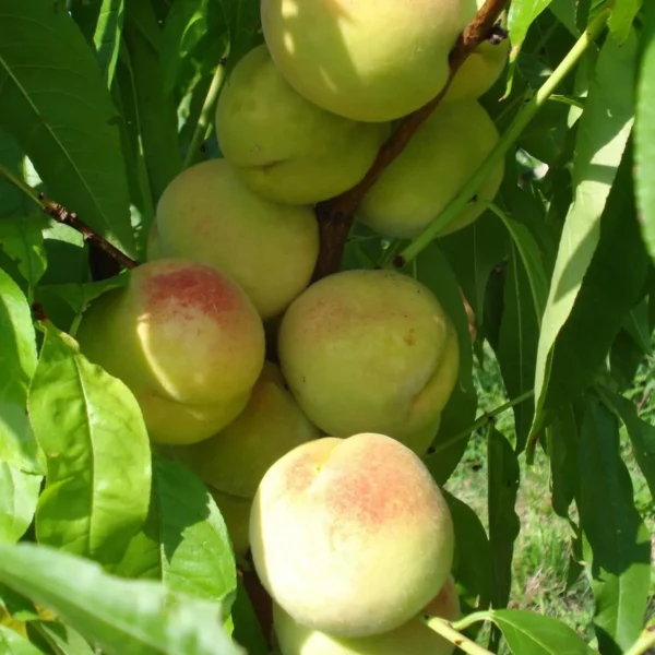 Prabhat Peach Grafted Fruit Live Plant - Image 3