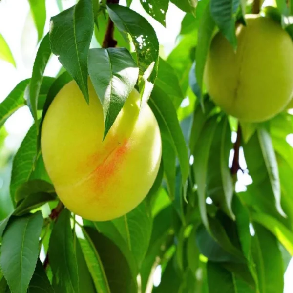 Prabhat Peach Grafted Fruit Live Plant - Image 4