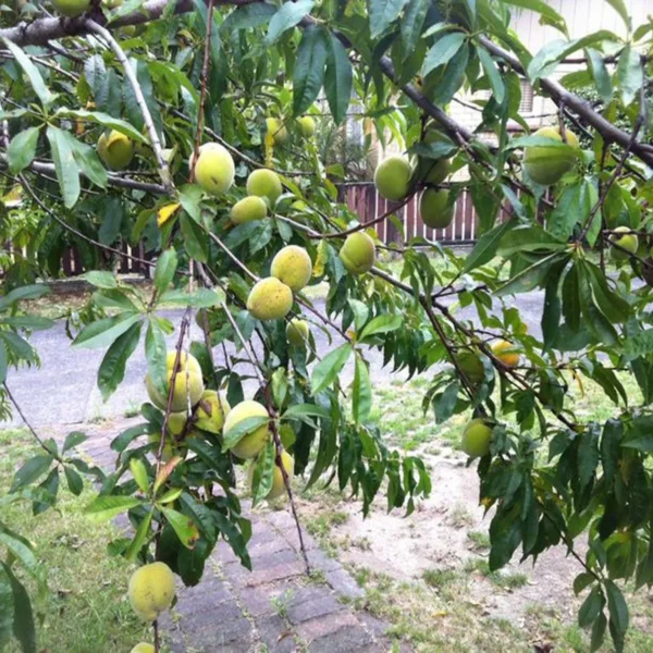 Prabhat Peach Grafted Fruit Live Plant - Image 5