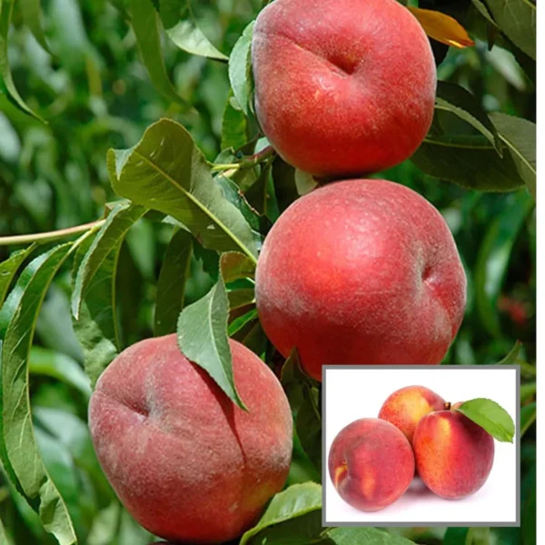 Floridaprince Peach Grafted Fruit Live Plant