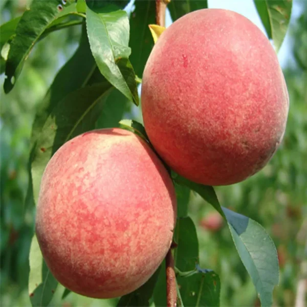 Floridaprince Peach Grafted Fruit Live Plant - Image 2