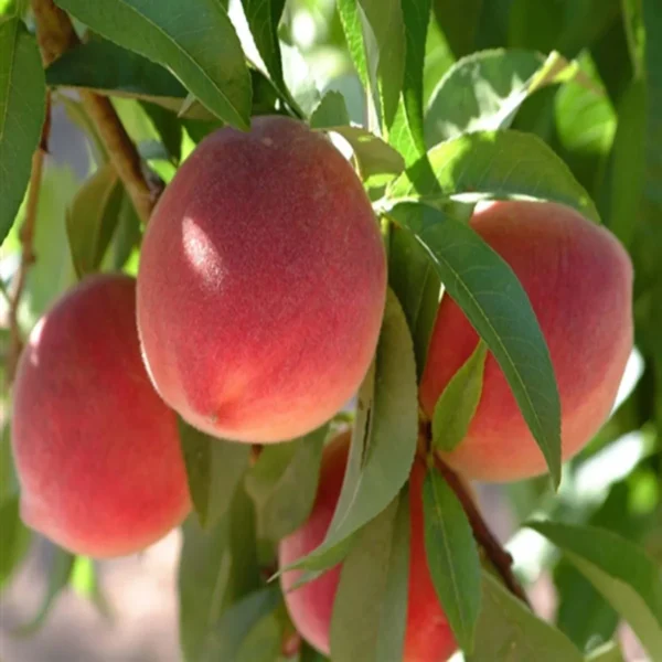 Floridaprince Peach Grafted Fruit Live Plant - Image 3