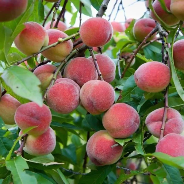 Floridaprince Peach Grafted Fruit Live Plant - Image 4