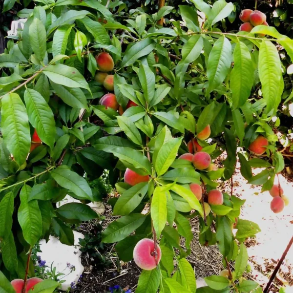 Floridaprince Peach Grafted Fruit Live Plant - Image 5