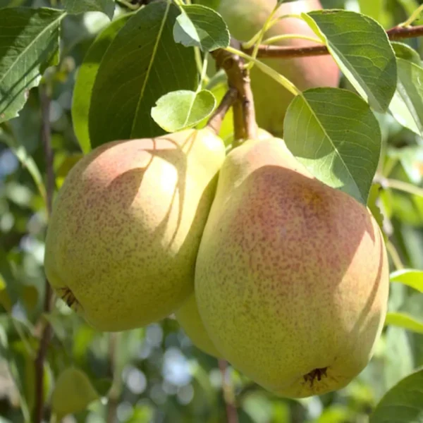 Pear Pyrus Communis Nashpati Layering/Grafted Fruit Live Plant - Image 2