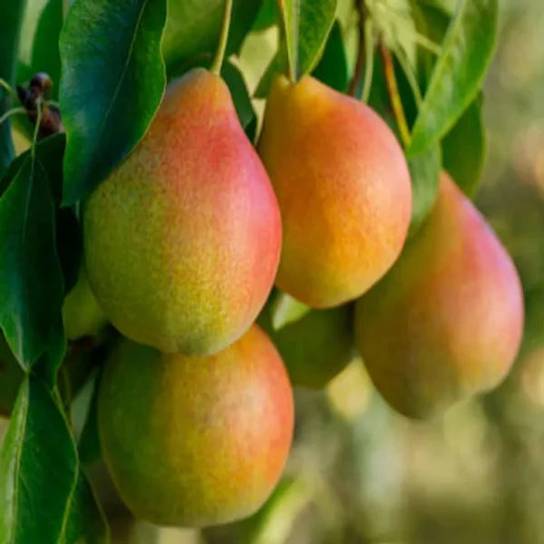 Pear Pyrus Communis Nashpati Layering/Grafted Fruit Live Plant - Image 3