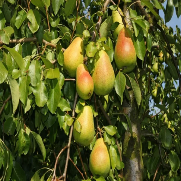 Pear Pyrus Communis Nashpati Layering/Grafted Fruit Live Plant - Image 5