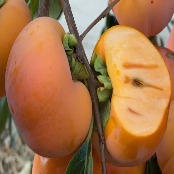 Fuyu Persimmon Grafted Fruit Live Plant - Image 2