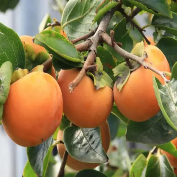Fuyu Persimmon Grafted Fruit Live Plant - Image 3