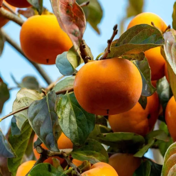 Fuyu Persimmon Grafted Fruit Live Plant - Image 4