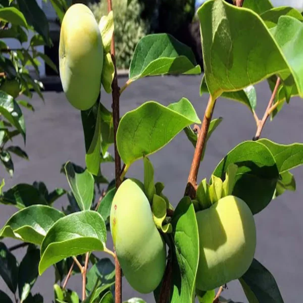 Fuyu Persimmon Grafted Fruit Live Plant - Image 5