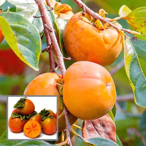 Eureka Persimmon Grafted Fruit Live Plant