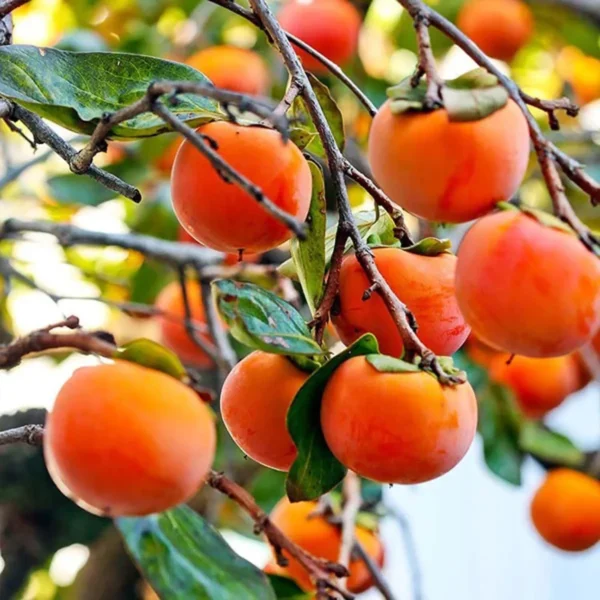 Eureka Persimmon Grafted Fruit Live Plant - Image 2