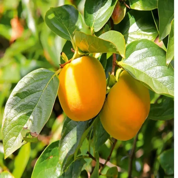 Eureka Persimmon Grafted Fruit Live Plant - Image 3