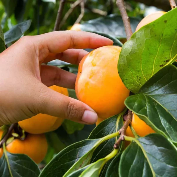 Eureka Persimmon Grafted Fruit Live Plant - Image 4