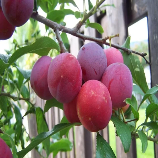 Red Plum Aloo Bukhara Layering/Grafted Fruit Live Plant - Image 2