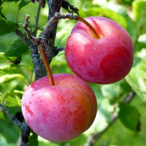 Red Plum Aloo Bukhara Layering/Grafted Fruit Live Plant - Image 3