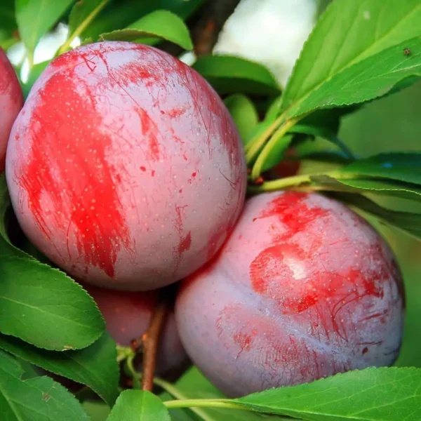 Red Plum Aloo Bukhara Layering/Grafted Fruit Live Plant - Image 4
